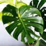 Gatenplant blad